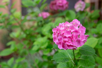 Hydrangea rose and green leaves