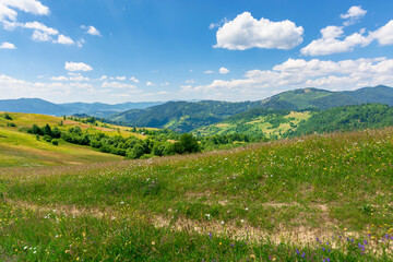 summer scenery of mountainous countryside. alpine hay fields with wild herbs on rolling hills at high noon. forested mountain ridge in the distance beneath a blue sky with fluffy clouds. nature beauty
