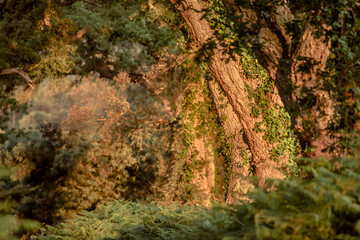 sunrise over cork oaks in the forest