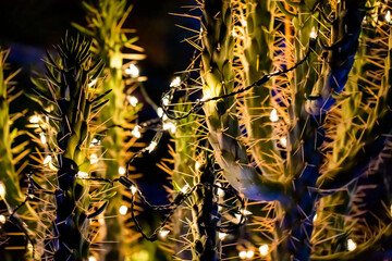 Cactus with Christmas Lights © JoeSolic