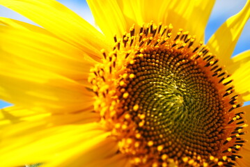 花, フラワー, flower, flor, цветок, 꽃, 