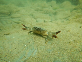 Sea stone crab defends its territory