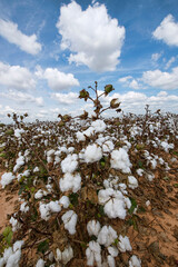 Close Up View of Rows of Cotton Ready for Harvest in Alexandria Louisiana