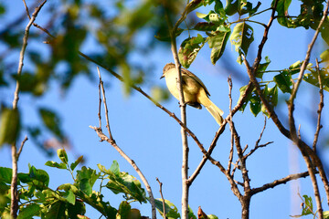 Streak-eared Bulbul is on a branch