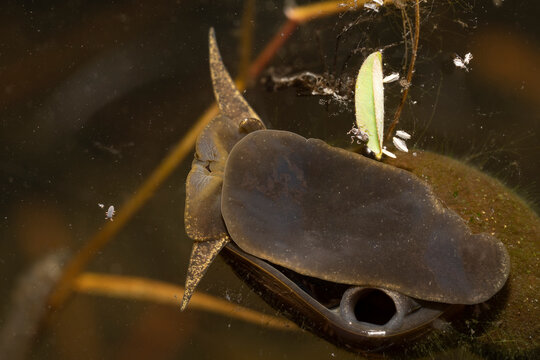 Great pond snail in the still water of a small lake close-up.Place for text.