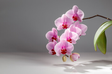 Purple phalaenopsis orchid flower over dark grey