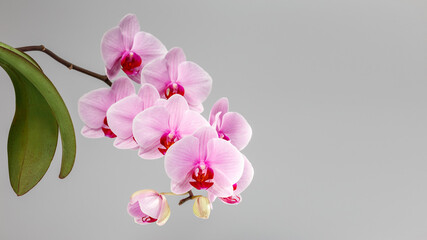 Purple phalaenopsis orchid flower over dark grey