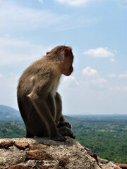 A monkey observing a landscape, India