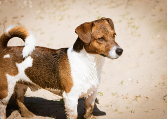 Jack Russell Terrier bright and rich color, the male looks into the distance peering for prey. Hunting Terrier with wet hair dries in the sun after bathing. Smart dog look.