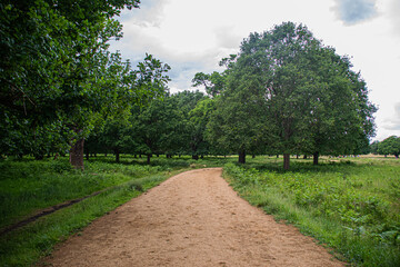 Fototapeta na wymiar Photo of a road with trees in Richmond Park, London