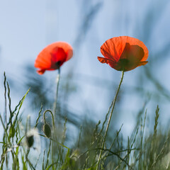 Obraz premium Summer blooming red flowers in sunny day. Red poppy.