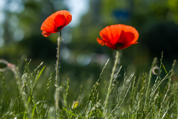 Obraz premium Red poppies between grass in summer sunny day