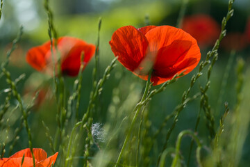 Bud of the red poppy close up