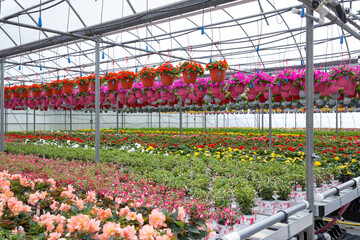 Colourful hanging baskets at garden centre
