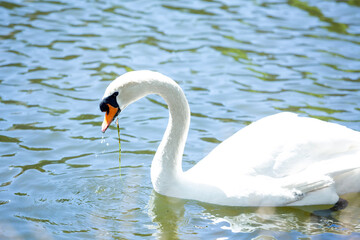 Fototapeta na wymiar Swan eating some algae in a river.