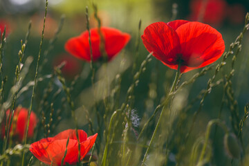 Red poppy in the grass
