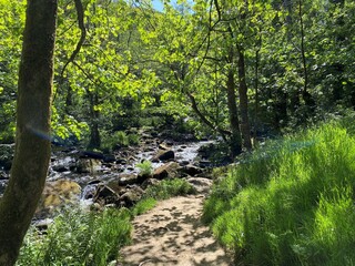 Obraz premium Stream flowing through the old forest in, Hardcastle Crags, Hebden Bridge, UK