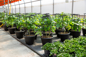 Multiple tomato plants at garden centre