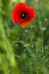 One red poppy in the grass