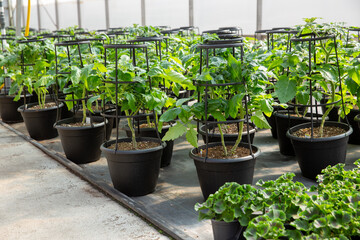 tomato planters at garden centre
