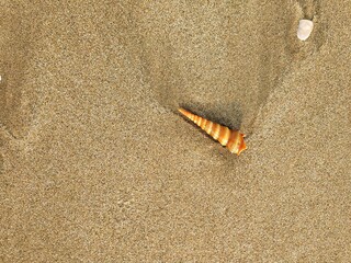 seashell on the sand background texture