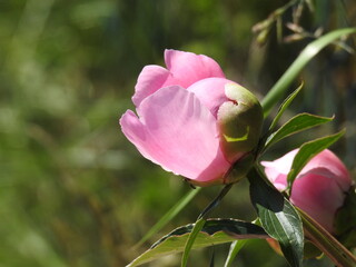roslina o rozowych kwiatach o nazwie piwonia lekarska rosnaca przy drodze polnej w miejscowosci fasty na podlasiu w polsce
