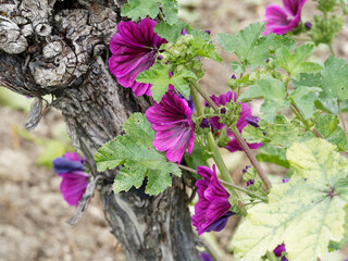 Malva sylvestris, grande mauve aux fleurs en coupe aux pétales en forme de coeur, rose mauve...
