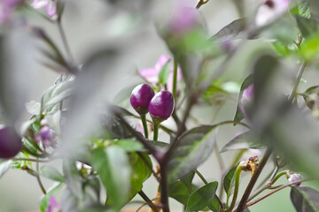 Obraz premium Purple chili pepper