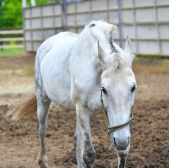 Fototapeta premium Horse on the farm