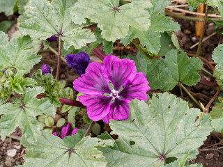 Malva sylvestris | Gros plan sur une fleur de grande mauve ou mauve des bois aux pétales en forme...