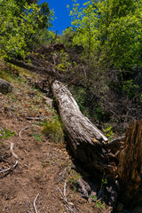 Logs create a very interesting part of the landscape on the Clark Springs Trail in the Granite Mountain Recreation Area of Prescott, Arizona.