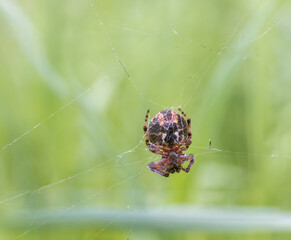 Orb-weaver spider waits for its prey in its web, family Araneidae