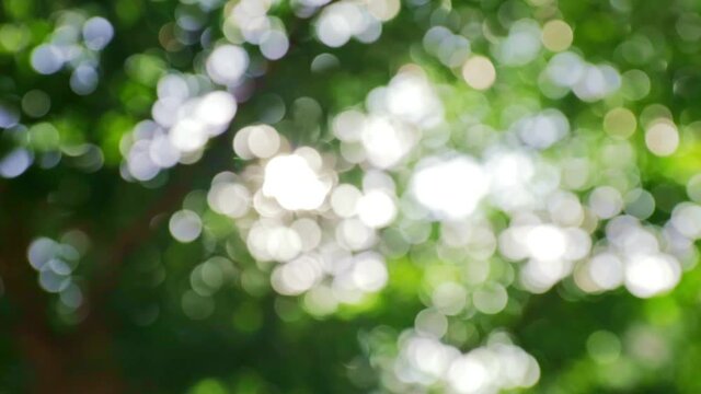 HD Beautiful blur natural green  with Sunlight shining through the leaves of trees, Natural blur background, Abstract nature green bokeh background. leaves moving with the wind.