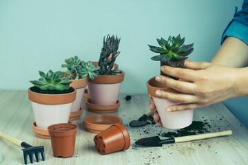selective focus blurred  close up of a woman's hands and small succulents, transplanting domestic plants into clay pots, Hobbies and plant growing concept