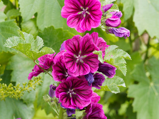 Malva sylvestris - Tige érigée et rameuse de grandes mauves aux fleurs rose mauve ou pourpe veinées de violet foncé dans un feuillage vert foncé, crènelé et lobé  - obrazy, fototapety, plakaty