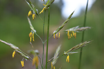 Gras mit Blütenpollen, Grasallergie im Frühling, Pollenallergie von Graspollen