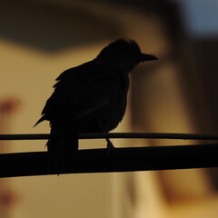 crow on a fence