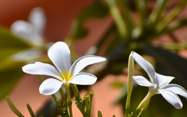 Flower plumeria white 
