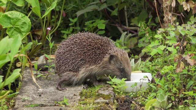 Wild hedgehog finishes food in a back garden in England