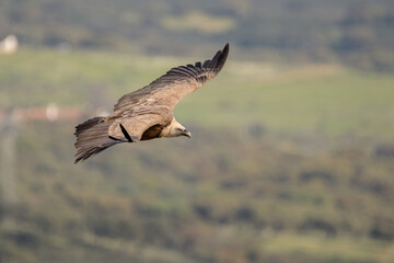 griffon vulture in flight with wings deployed