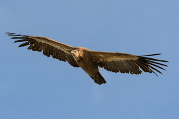 griffon vulture in flight with wings deployed