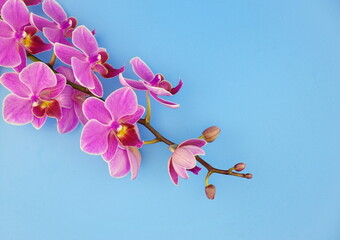 Pink orchid flowers on a blue background. Floral design. Top view, copy space, flat lay.