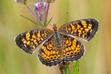 Close Up of Pearl Crescent Butterfly on Wild Flower in South Central Louisiana