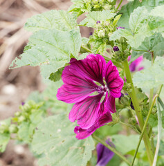 Malva sylvestris | Gros plan sur une fleur de grande mauve ou mauve des bois aux pétales en forme...