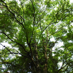 trees and sky