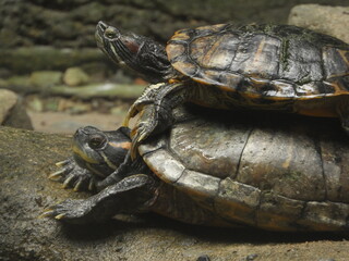 Naklejka premium hold me...