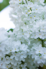 Flower and buds on a branch close-up. White buds of lilac. Spring flowers. Green leaves. macro photo