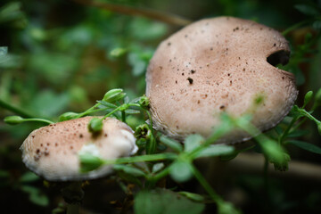 a pair of blusher mushrooms in the forest
