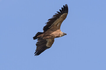 griffon vulture in flight with wings deployed