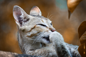 portrait of a cat licking its paw